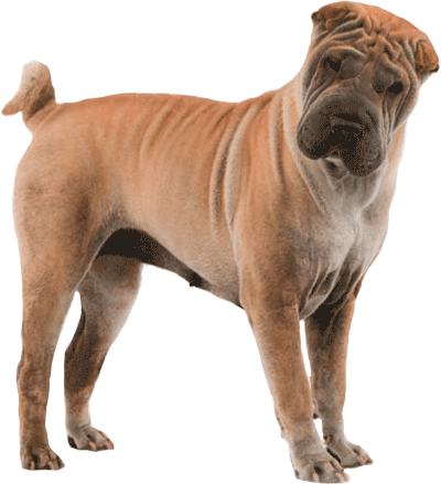 Royal Canin Medium Dermacomfort (Корм для собак для собак с чувствительной кожей) Royal Canin Medium Dermacomfort (Корм для собак склонных к кожным раздражениям и зуду)